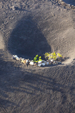 在蘭薩羅特島島上的火山土壤中生長的葡萄園；