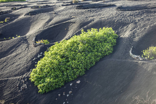 在蘭薩羅特島島上的火山土壤中生長的葡萄園；