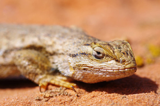 柵欄Lizard Head