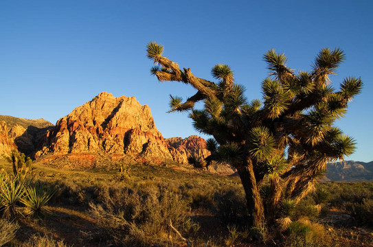 Joshua Tree和山