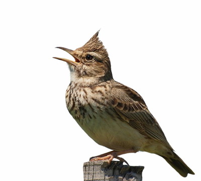 鳳頭百靈白色隔離