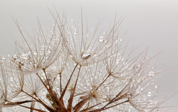水滴dandillions