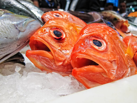 魚市場中的新鮮魚。