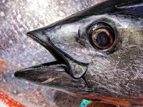 魚(yú)市場(chǎng)中的新鮮魚(yú)。