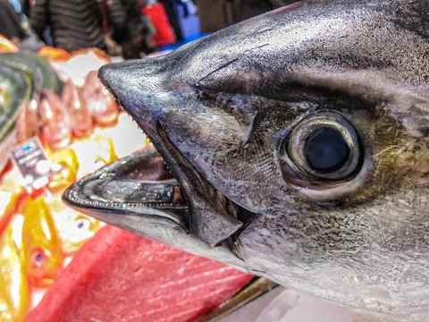 魚(yú)市場(chǎng)中的新鮮魚(yú)。