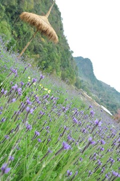 薰衣草