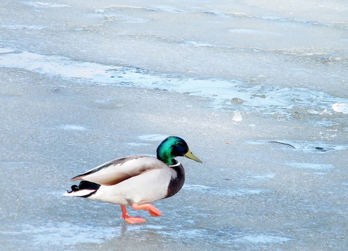 Thornhill Duck在冰上行走2010