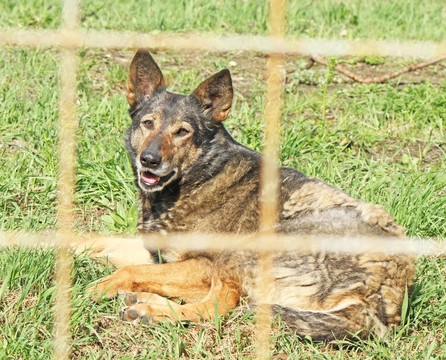 牧羊犬