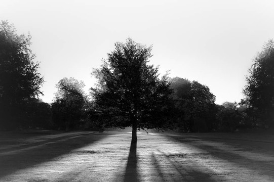樹在公園對陣太陽BW