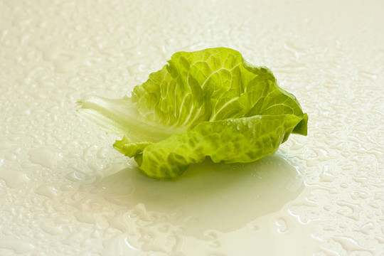 鮮綠生菜葉