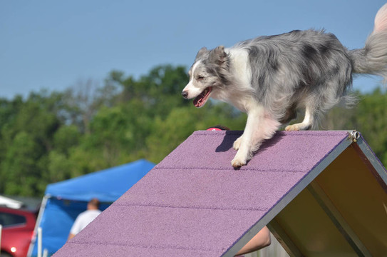 蕓石色的邊境牧羊犬在狗的敏捷性試驗(yàn)