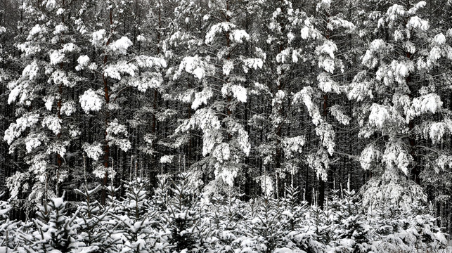 雪掛