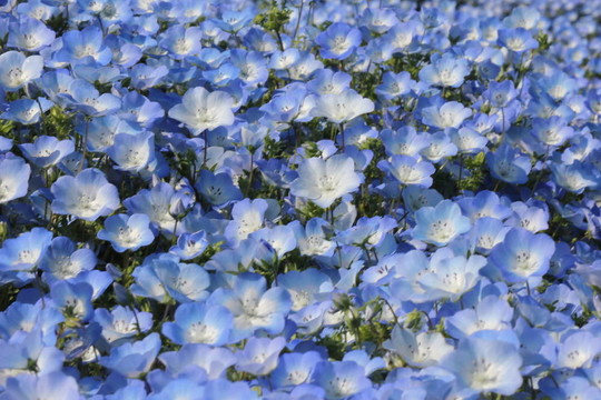 粉蝶花的花田