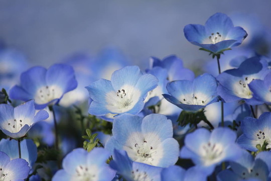 粉蝶花的花田。