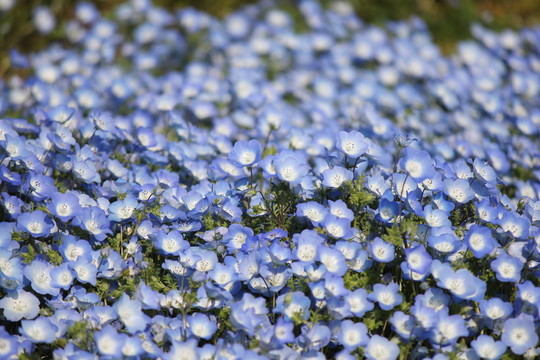 粉蝶花的花田。