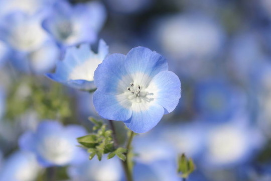 藍(lán)色粉蝶花的花田