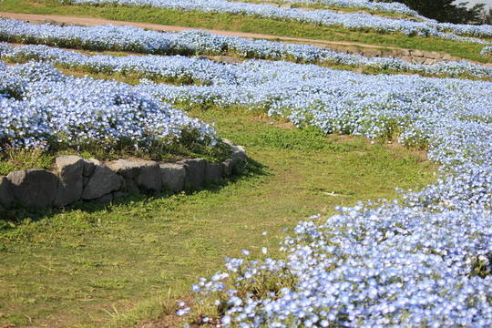 粉蝶花的花田。