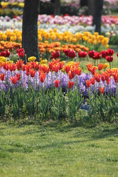 郁金香花田