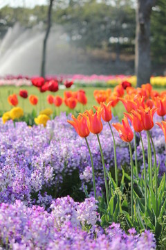 郁金香花田