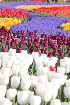郁金香花田