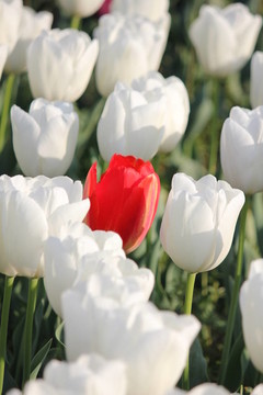 郁金香花田