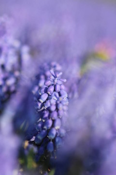 藍(lán)色的花田