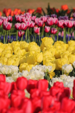 郁金香花田