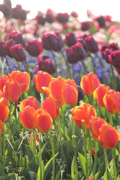 郁金香花田