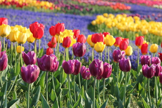 郁金香花田