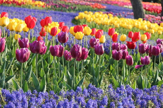 郁金香花田