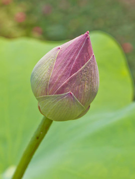 池塘里的荷花