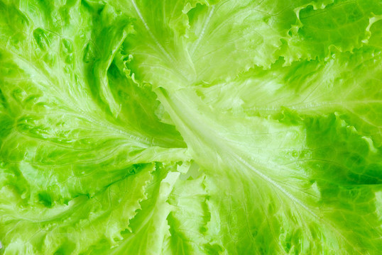 生菜
