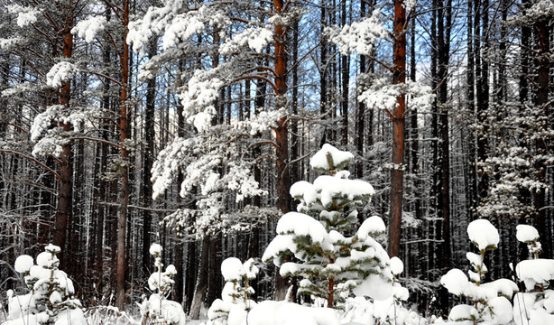 雪掛