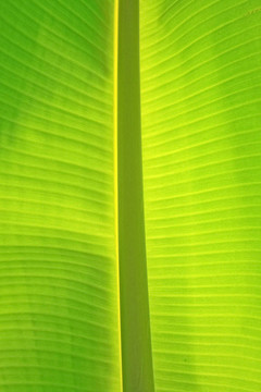 香蕉葉