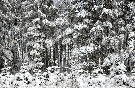 雪掛