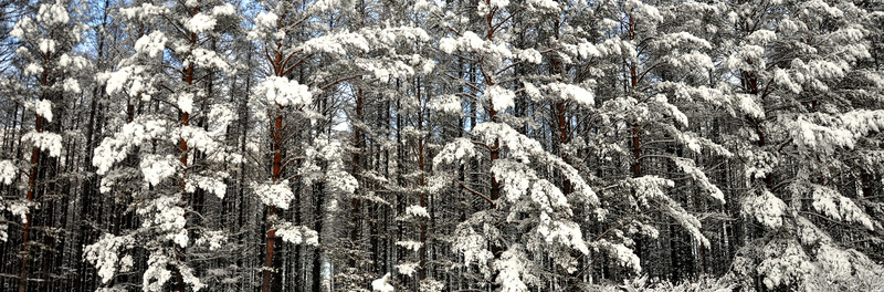 雪掛