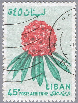 杜鵑花