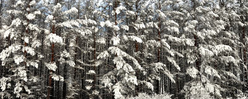 雪掛