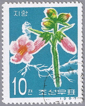 黃芩