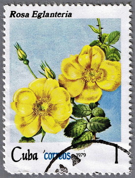 野薔薇玫瑰
