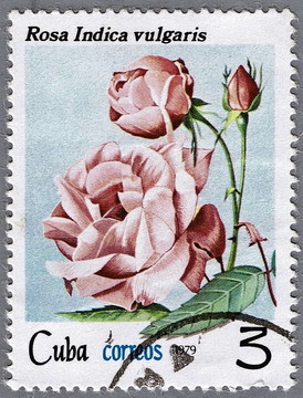 玫瑰花茶