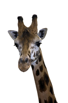 Giraffe的頭
