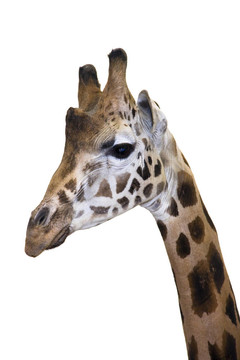 Giraffe的頭