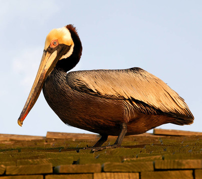 Brown Pelican在屋頂