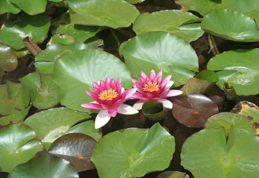 馬洛卡的百合花