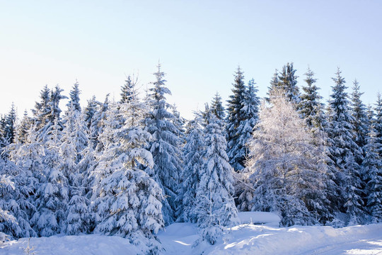 山上的新鮮雪
