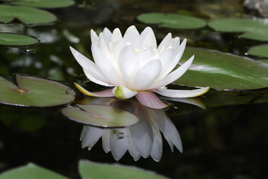 蓮花