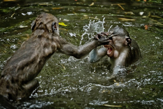 猴（Macaca fascicularis）