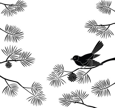 松樹枝山雀；切口