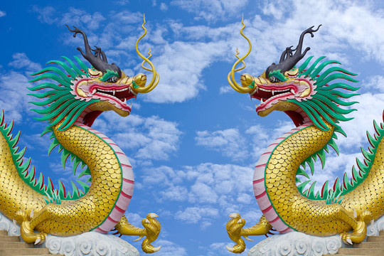 白色背景的中國美麗龍